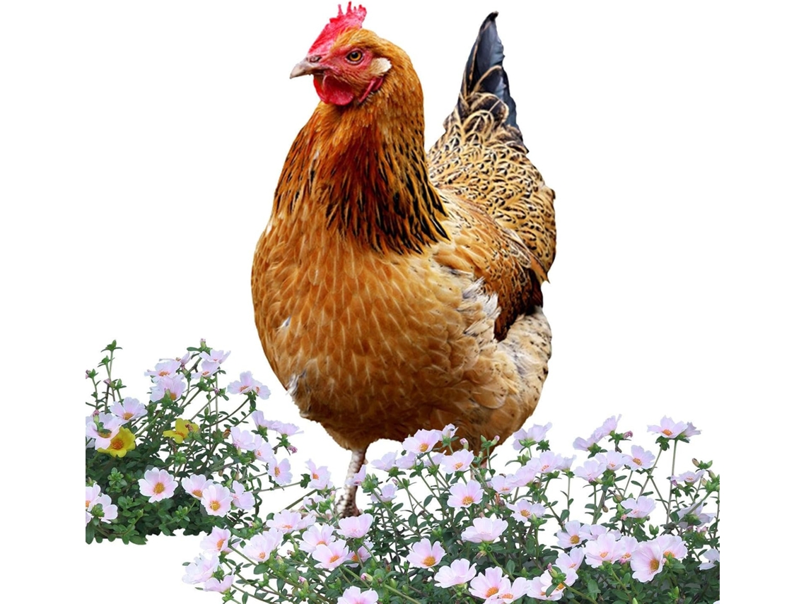 Escultura De Gallina Y Pollito – Estatua Acrílica 2d, Figura Decorativa Para Jardín A La Intemperie Decoración
