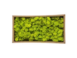 Musgo natural preservado, material decorativo duradero para decoración y modelado