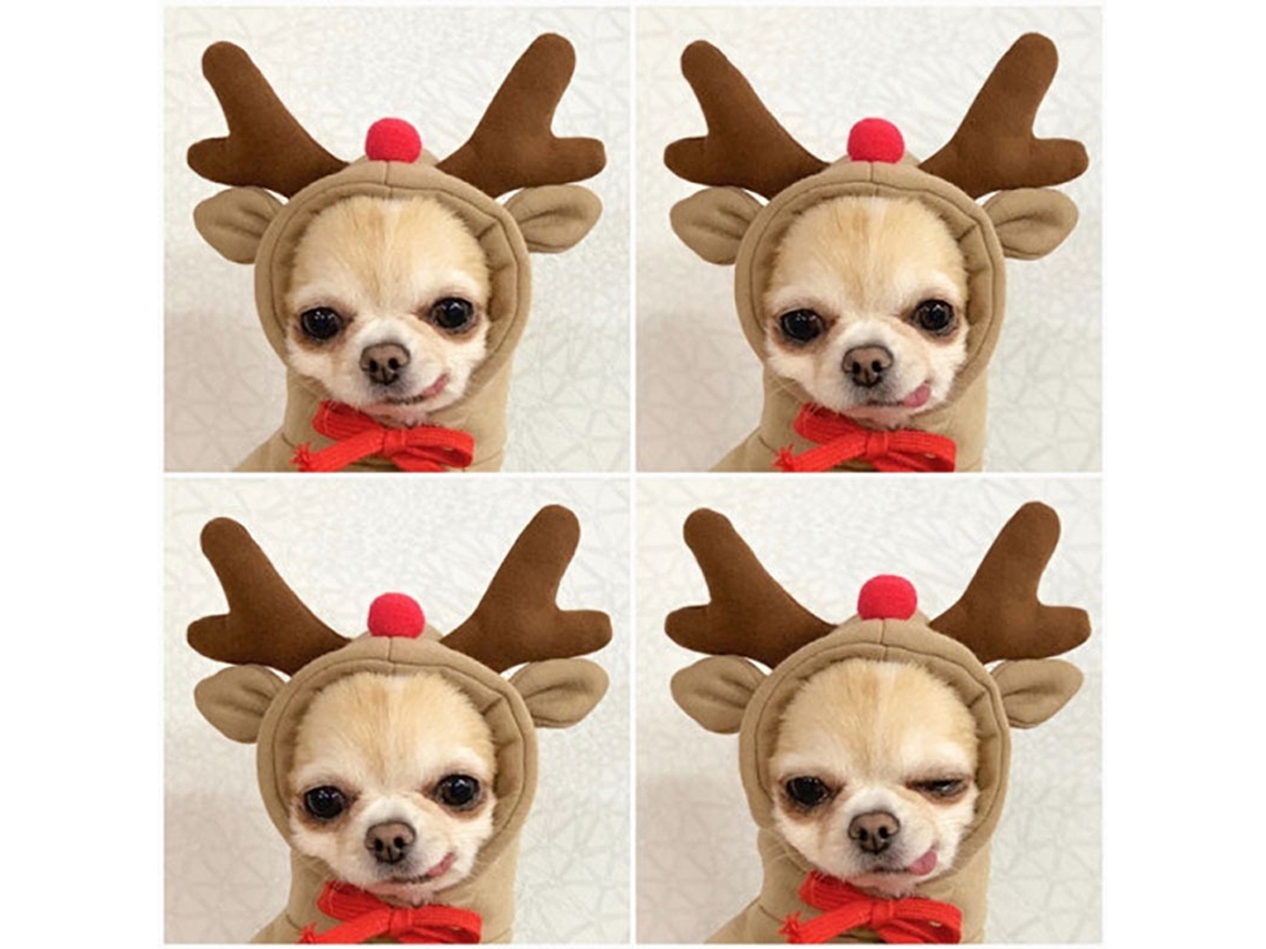 Traje para store perro chihuahua