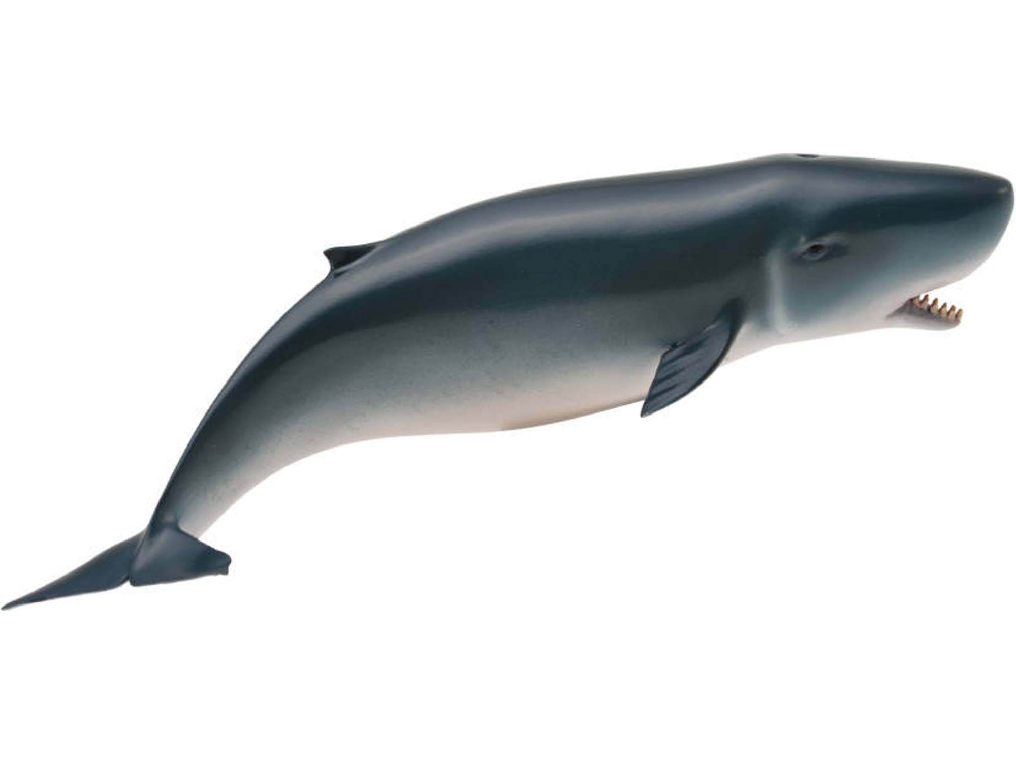 Figura COLLECTA cachalote pigmeu