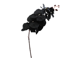 Orquídea mariposa (8 tallos, 2 paquetes, <40 cm)