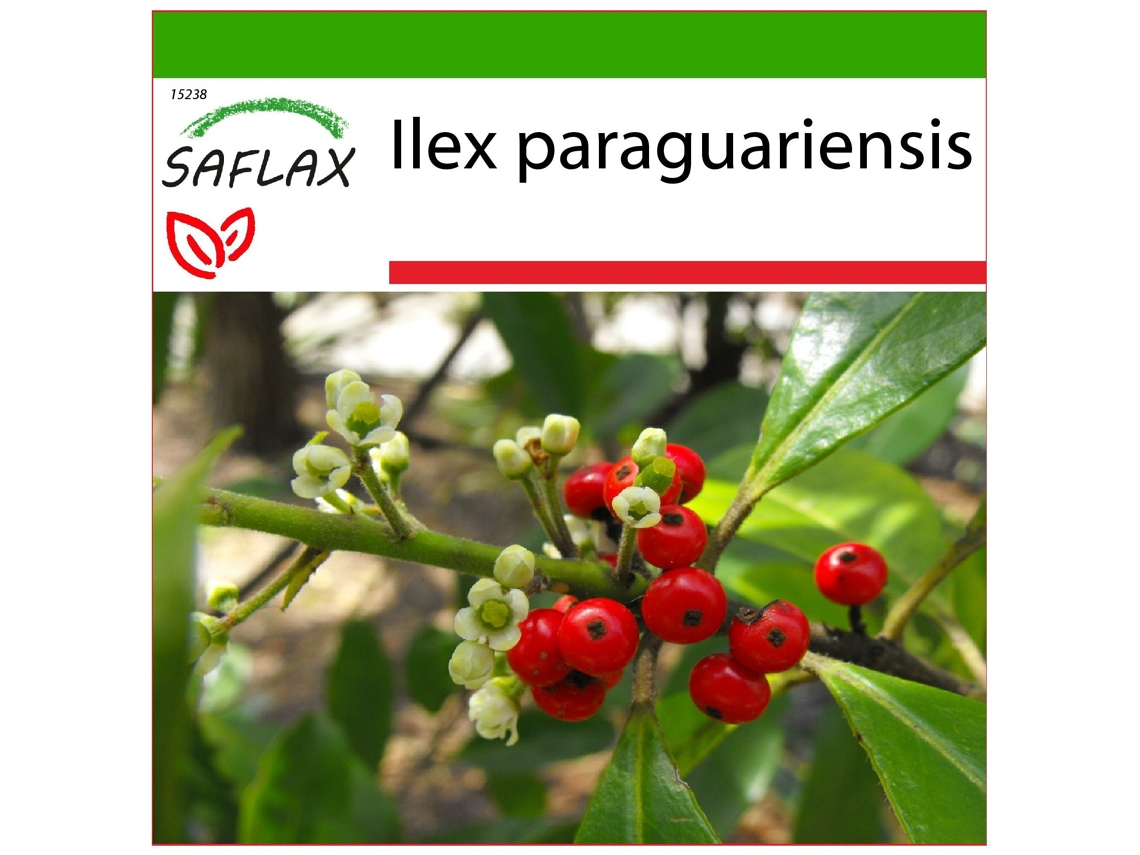 SAFLAX Arbusto del té mate 10 semillas Con sustrato de cultivo libre de gérmenes Ilex paraguariensis