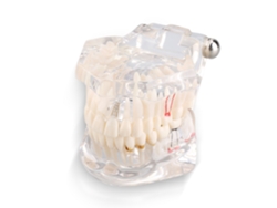 Modelo Dentes Ensino Odontológico Adulto Typodont Novo S/MARCA