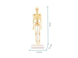 Modelo de Esqueleto Humano Kit de Montagem Simples Ferramenta Educativa Stem Presente Didático