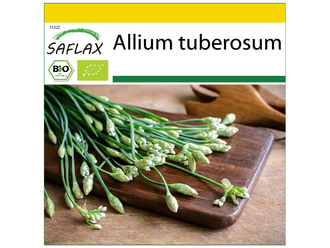 SAFLAX Conjunto de cultivo Ecológico Cebolleta 100 semillas Con mini invernadero, sustrato de cultivo y 2 macetas Allium tuberosum