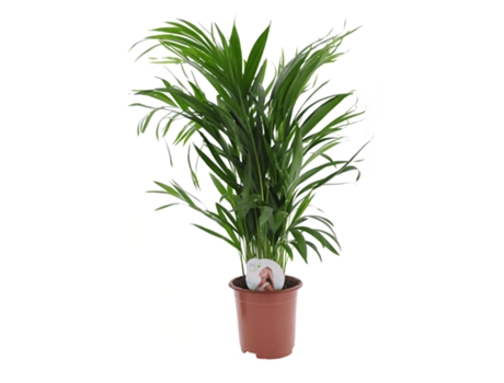 Palmeras - PLANT IN A BOX - Dypsis Lutescens - Set de 1 - Maceta 17cm - Altura 60-70cm