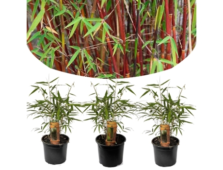 Bambú - PLANT IN A BOX - Set de 3 Fargesia Scabrida - Pote 13cm - Maceta 25-40cm