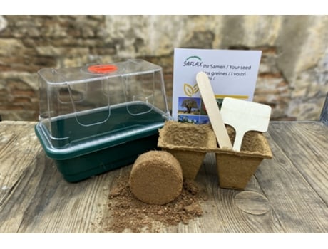 SAFLAX Conjunto de cultivo Pamplina 1000 semillas Con mini invernadero, sustrato de cultivo y 2 macetas Stellaria media