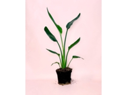 Strelitzia Reginae | Planta tropical natural resistente para interior y exterior | Pur Plant