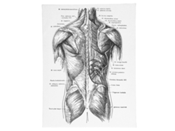 2026 Store-pintura Decorativa De Anatomía Retro En Lienzo Para Hospital Dormitorio Clase Pared Arte Colgante