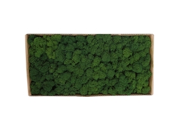 Musgo Natural Preservado Para Decoración De Paredes, Micropaisajes De Jardín, Arte Decorativo, Hogar.