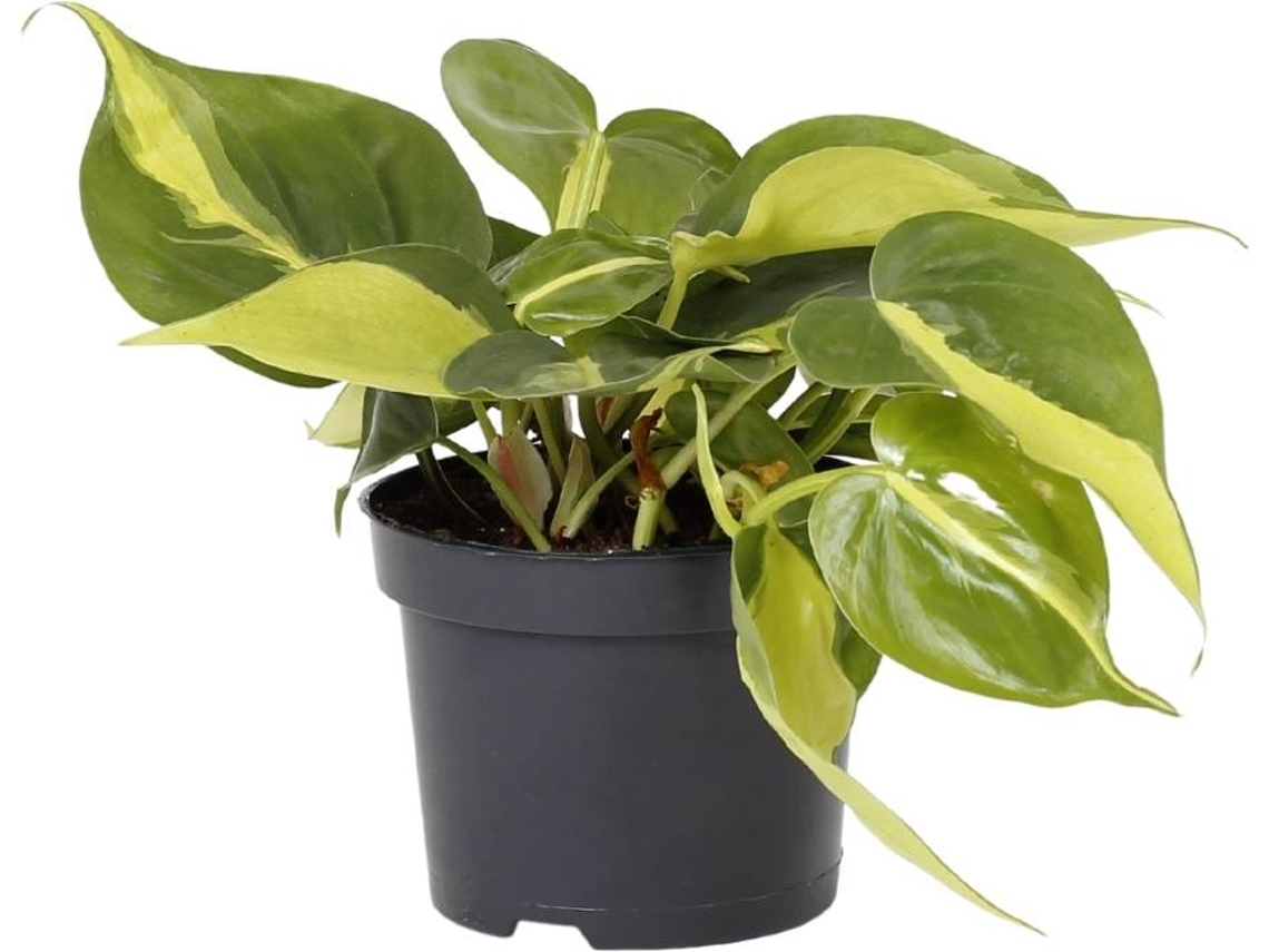 Planta Natural BIOMAPLANTS Philodendron Brasil (10-20 cm)