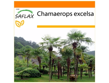 SAFLAX Garden in the bag Palma enana 10 semillas Con sustrato de cultivo en una práctica bolsa automontable Chamaerops excelsa