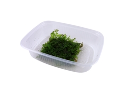 Riccardia Chamedryfolia