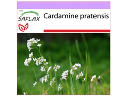 SAFLAX Flor de cuco del prado 100 semillas Cardamine pratensis