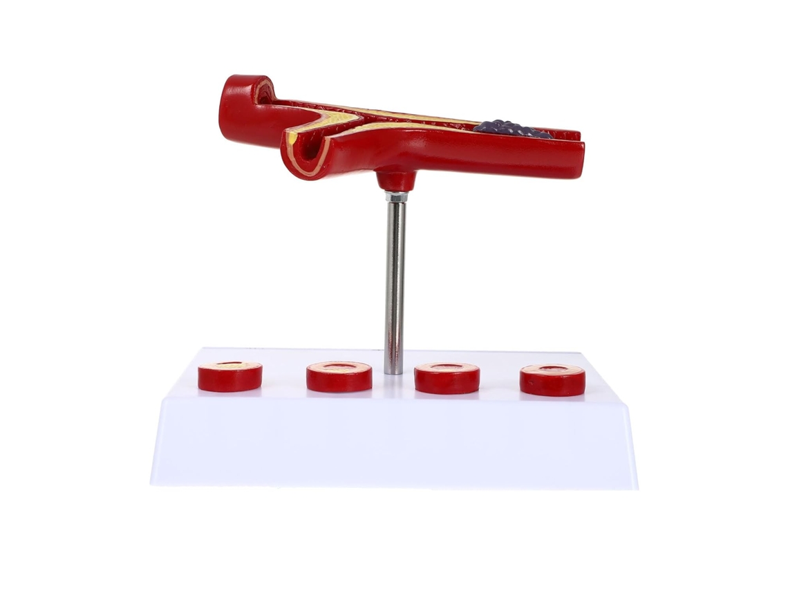 Modelo Cardiovascular: Modelo Anatómico De Vasos Sanguíneos Para Entrenamiento