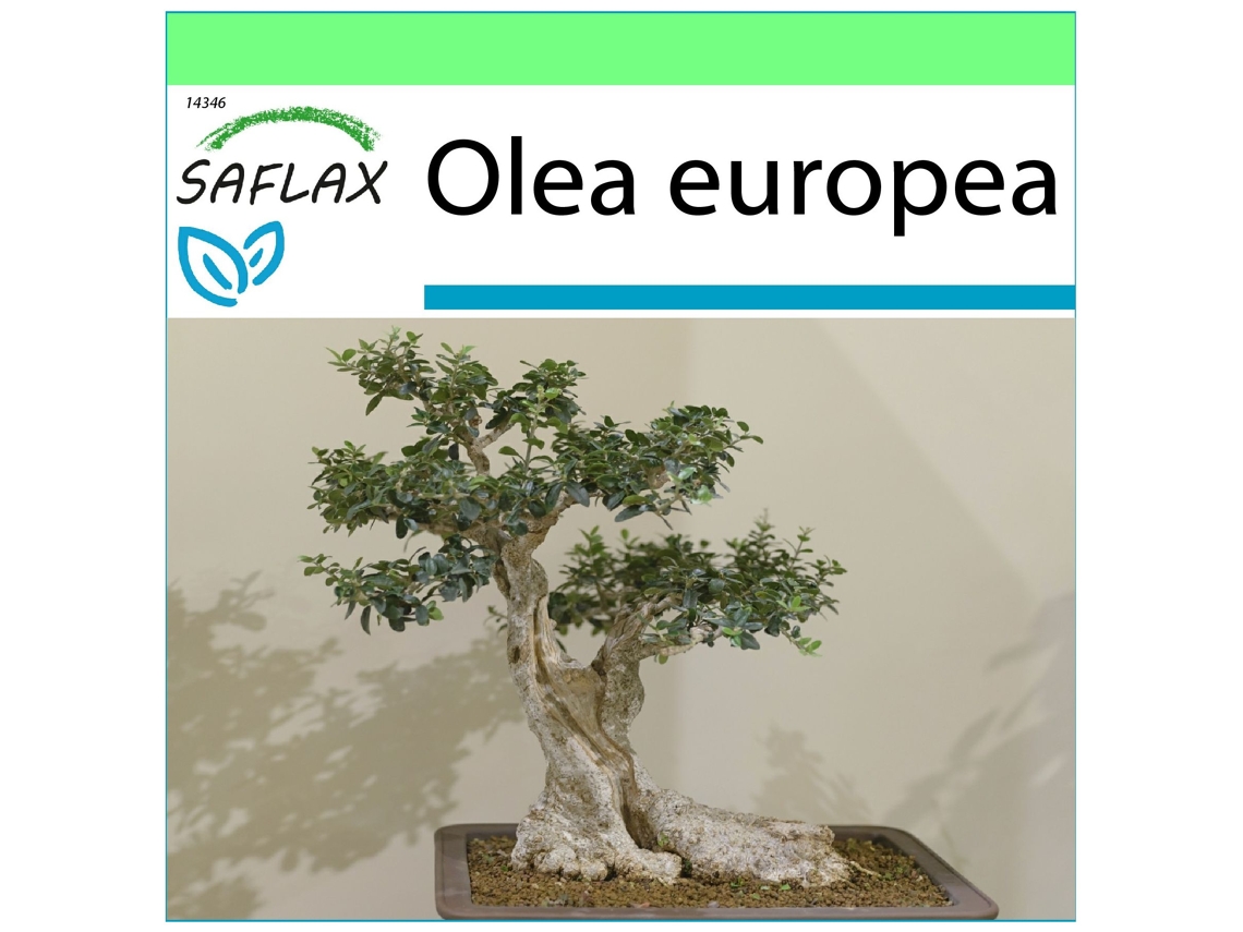 SAFLAX Garden to go Olivo 20 semillas Con maceta, tapa climática y sustrato de cultivo Olea europea