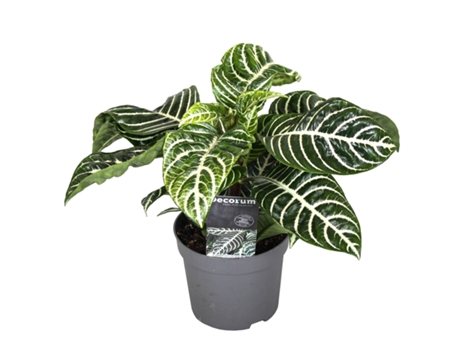Plantas verdes - PLANT IN A BOX - Aphelandra squarrosa Botanica - Set de 1 - Maceta 13cm - Altura 25-45cm