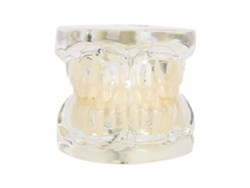 KOFIHETY Modelo de Dientes Deciduos Dentales con Dientes Extraíbles - Herramienta Educativa para Dentistas