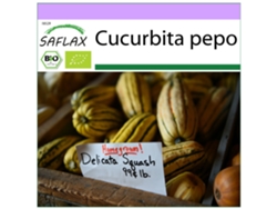 SAFLAX Ecológico Calabaza Delicata 6 semillas Cucurbita pepo