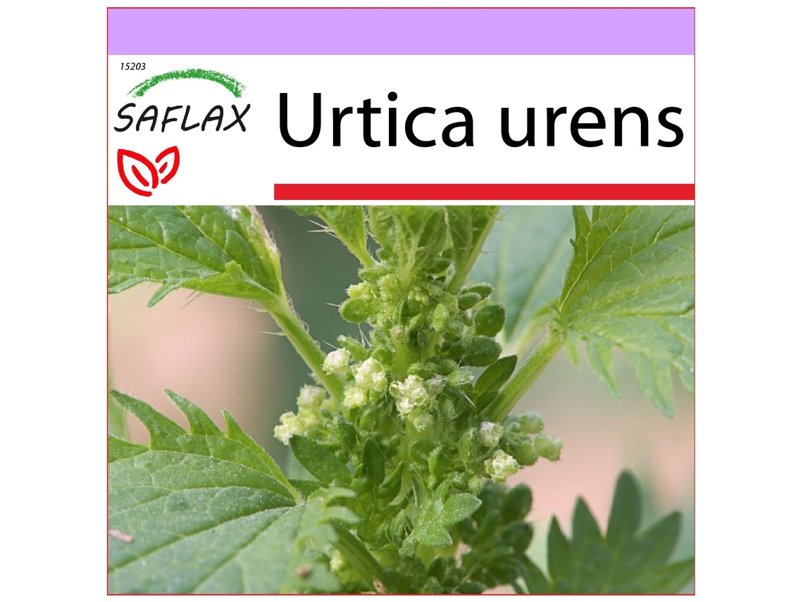 SAFLAX Ortiga menor 150 semillas Urtica urens