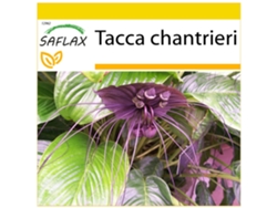 SAFLAX Conjunto de cultivo Planta murciélago 10 semillas Con mini invernadero, sustrato de cultivo y 2 macetas Tacca chantrieri