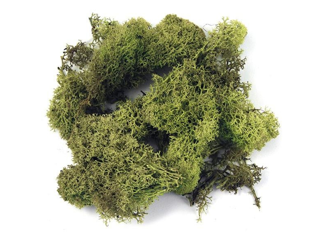 Musgo de Islandia - verde claro