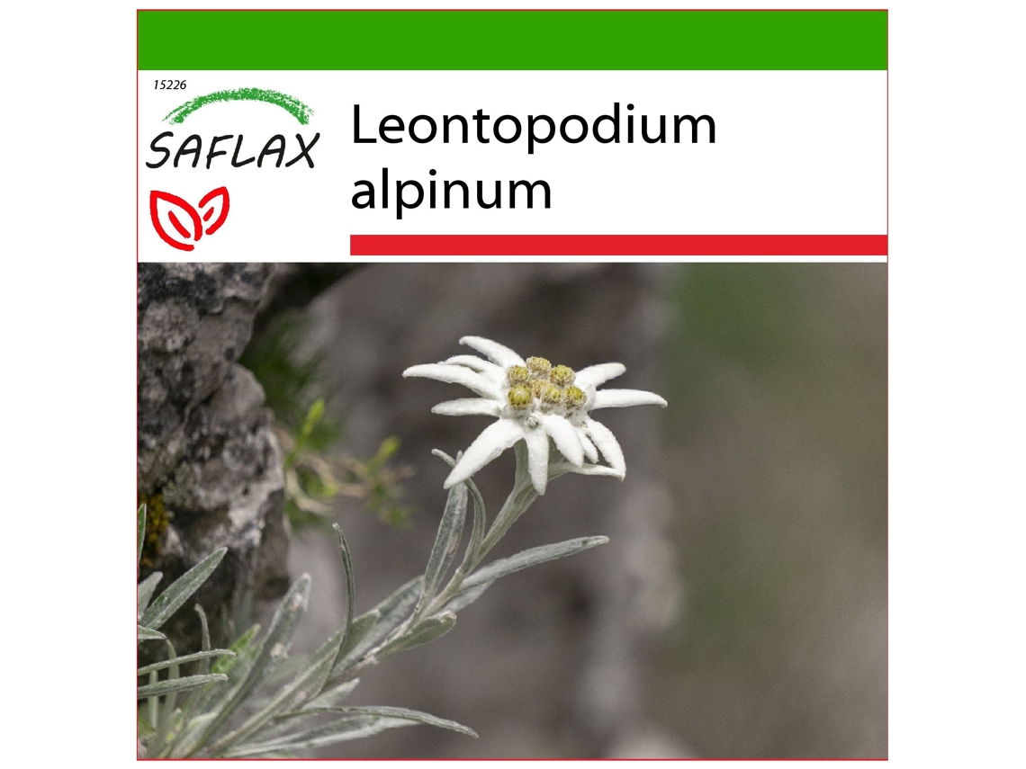 SAFLAX Edelweiss 500 semillas Con sustrato de cultivo libre de gérmenes Leontopodium alpinum
