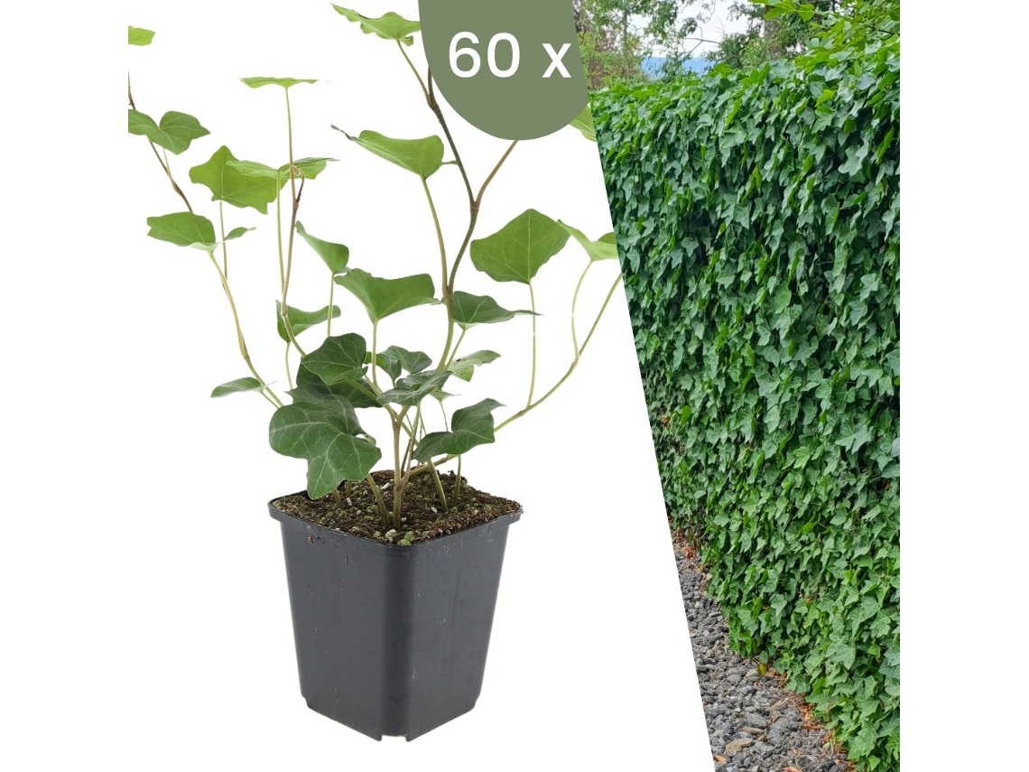 | 60 Plantas De Hera | Hedera Hibernica | Trepadoras Resistentes | Cobertura Del Suelo Perenne Plants By Frank