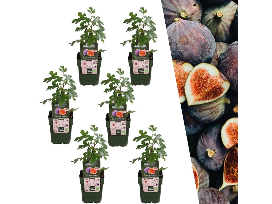 Plantas de Frank | 6 plantas de higos | 100 plantas frutales orgánicas | Higuera dura | Plantas de jardín | Plantas resistentes para el jardín