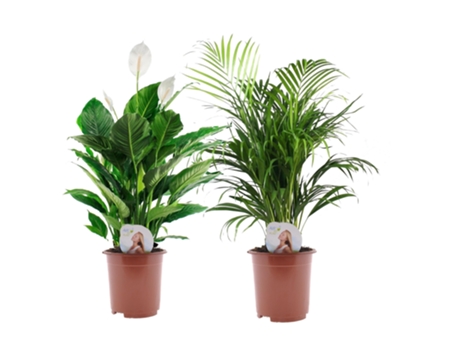 Mezclas de plantas - PLANT IN A BOX - Spathiphyllum, Dypsis lutescens - Set de 2 - Maceta 17cm - Altura 60-75cm