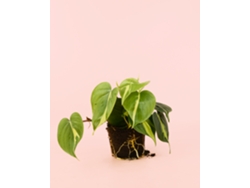 Filodendro Brasil | Planta tropical natural de interior y purificadora | Pur Plant