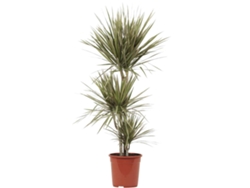 Planta Natural BIOMAPLANTS Dracaena Marginata 'Bicolor' (110-120 cm - Maceta 21 cm)