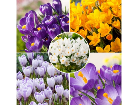 Bulbos de flor - PLANT IN A BOX - Crocus Mix - Set de 120 - Maceta 0cm - Altura 0cm