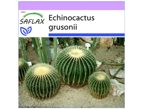 SAFLAX Asiento de suegra 40 semillas Echinocactus grusonii