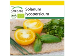 SAFLAX Conjunto de cultivo Ecológico Tomate Reina Dorada 15 semillas Con mini invernadero, sustrato de cultivo y 2 macetas Solanum lycopersicum