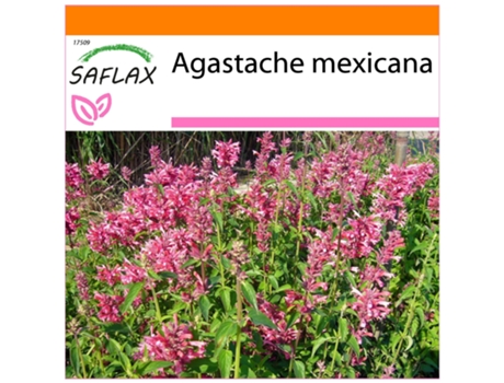 SAFLAX Garden in the bag Toronjil morado 50 semillas Con sustrato de cultivo en una práctica bolsa automontable Agastache mexicana