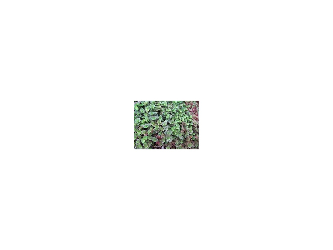 Callisia Repens