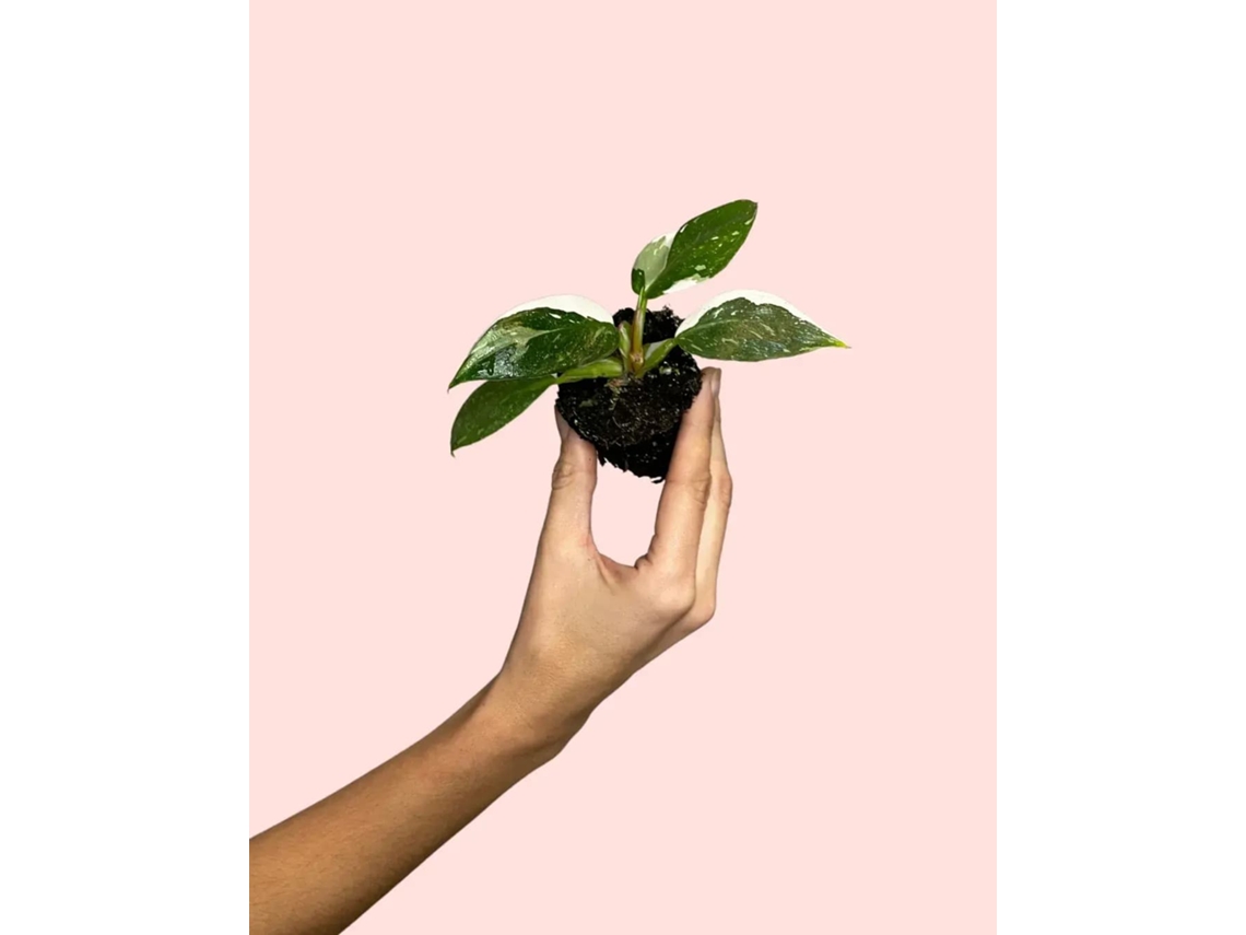Filodendro Princesa Blanca | Elegante planta tropical de interior | Pur Plant