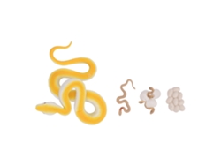 Conjunto De Figuras Del Ciclo De Vida De La Serpiente, Juguete Educativo, Modelo De Pvc