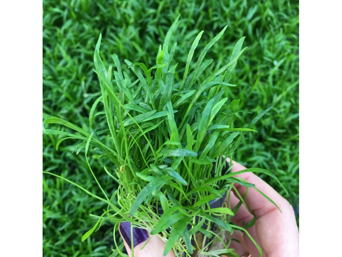 Lilaeopsis Novae-zelandiae