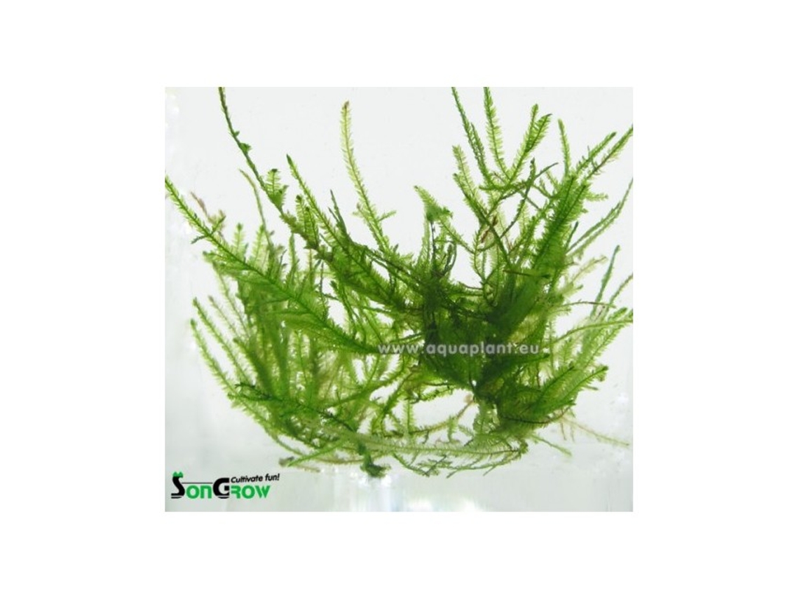Peacock Moss