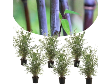 Bambú - PLANT IN A BOX - Fargesia nitida 'Gansu' - Set de 6 - Maceta 17cm - Altura 50-70cm