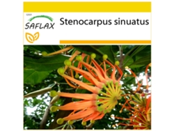 SAFLAX Conjunto de cultivo Árbol de ruedas de fuego 20 semillas Con mini invernadero, sustrato de cultivo y 2 macetas Stenocarpus sinuatus