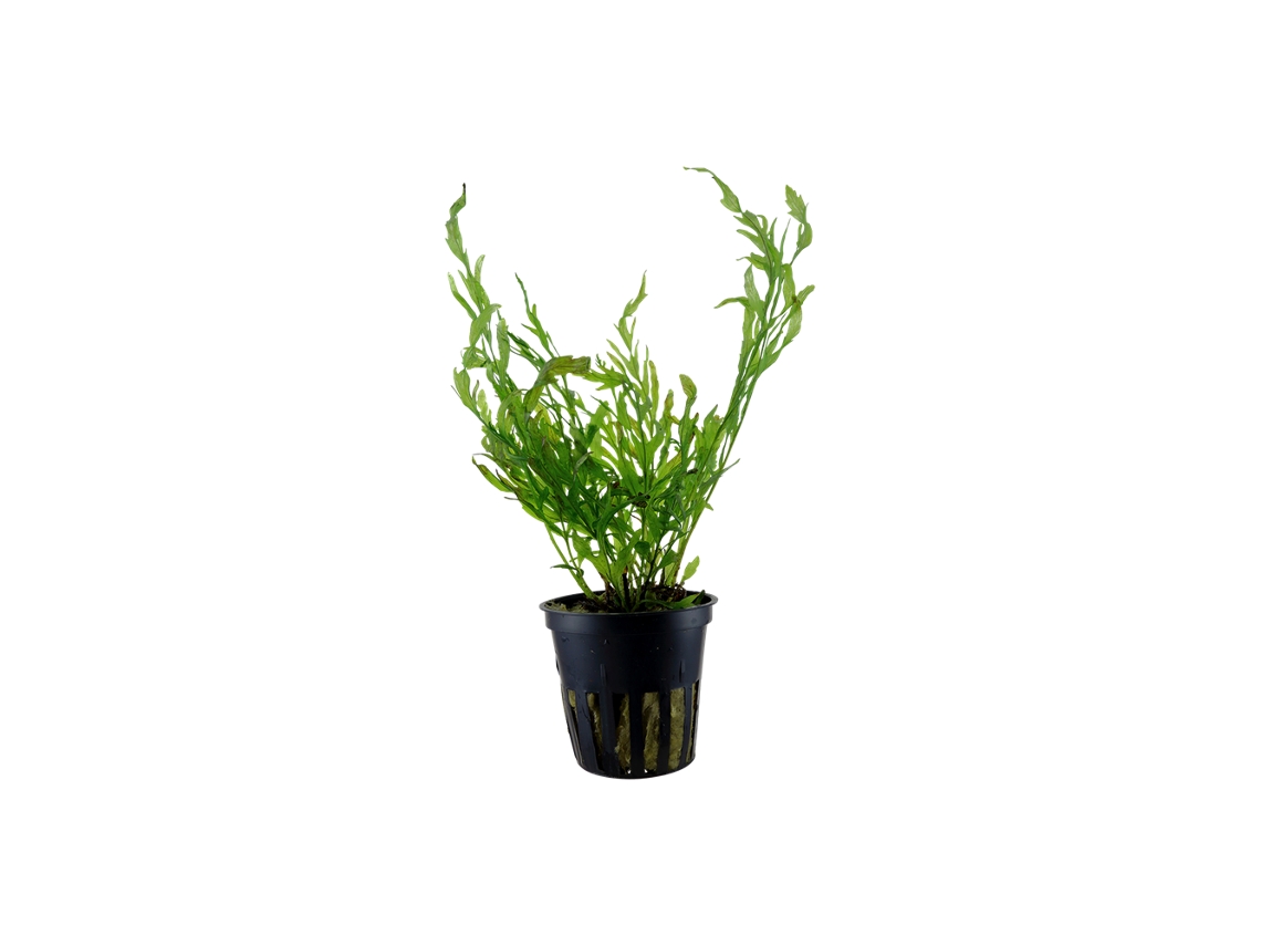 Bolbitis Heudelotii