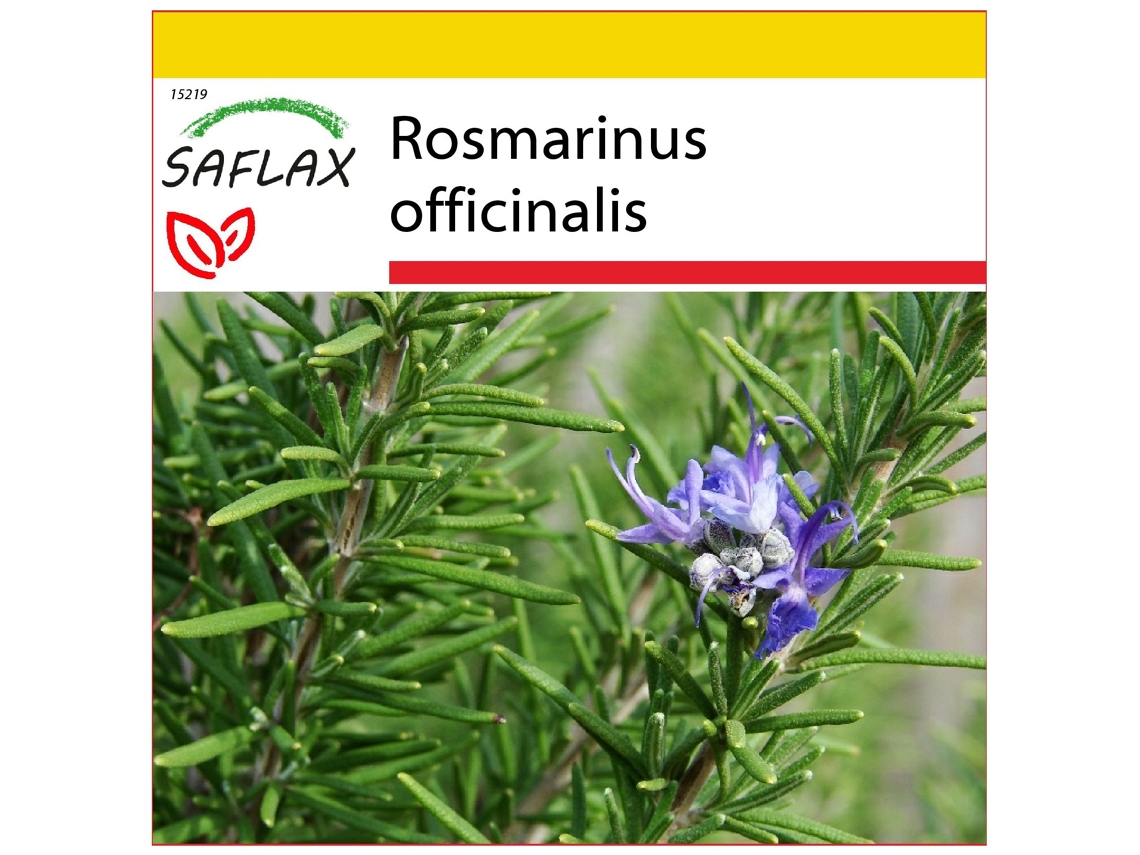 SAFLAX Conjunto de cultivo Romero 100 semillas Con mini invernadero, sustrato de cultivo y 2 macetas Rosmarinus officinalis