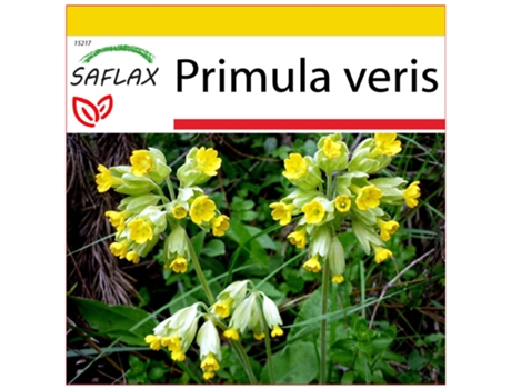 SAFLAX Conjunto de cultivo Primavera 100 semillas Con mini invernadero, sustrato de cultivo y 2 macetas Primula veris