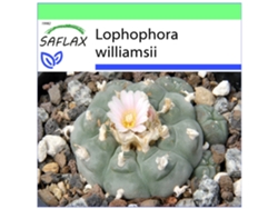 SAFLAX Garden to go Peyote 20 semillas Con maceta, tapa climática y sustrato de cultivo Lophophora williamsii