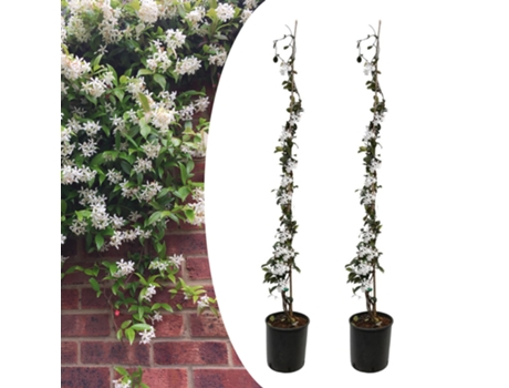 Plantas trepadoras - PLANT IN A BOX - Trachelospermum jasminoides - Set de 2 - Maceta 17cm - Altura 110-120cm