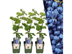 Plantas de Frank | 3 plantas de uva | 100 plantas frutales orgánicas | Plantas de uva | Plantas de jardín | Plantas resistentes para el jardín